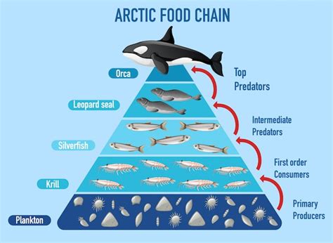 Free Vector | Arctic food chain pyramid