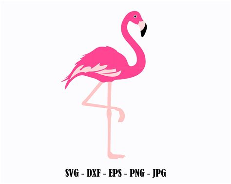 Vector flamingo svg - Aslojordan