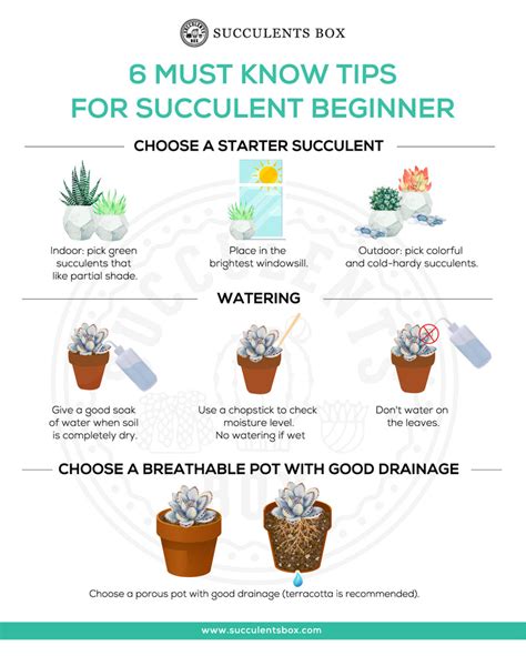 Best Succulents Pack for Beginners | Types of Succulents for Beginners - Succulents Box