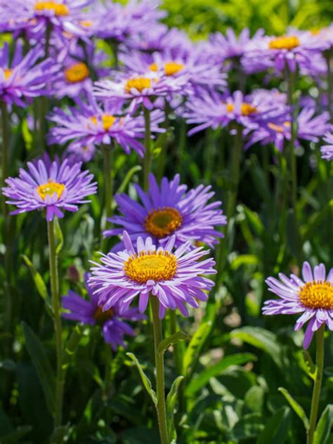 Aster alpinus - Alpine Aster | World of Flowering Plants