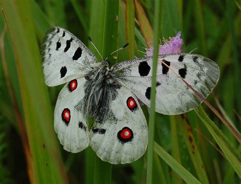 File:Apollo butterfly.JPG - Wikipedia