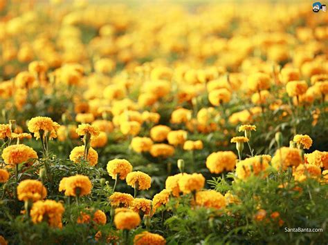 Marigold Wallpapers - Top Free Marigold Backgrounds - WallpaperAccess