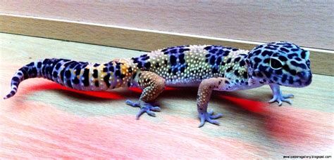 Blue Leopard Gecko Morphs | Wallpapers Gallery