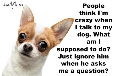 26 More Funny Chihuahua Memes - I Love My Chi