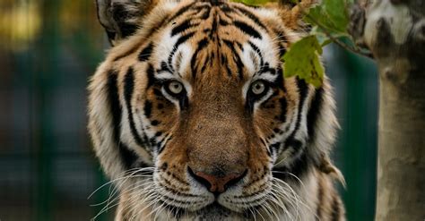 Close-Up Photo of Bengal Tiger · Free Stock Photo