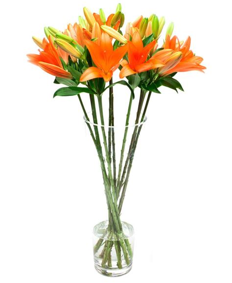 Asiatic Lilies | Flowers by Flourish