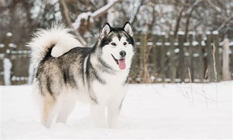 Alaskan Malamute Breed: Characteristics, Care & Photos | BeChewy