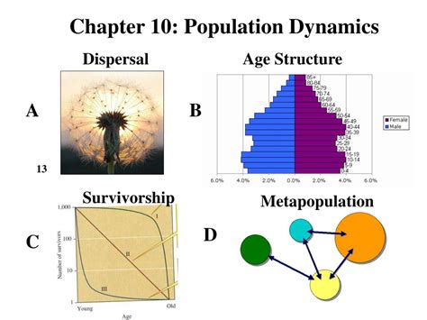 PPT - Chapter 10: Population Dynamics PowerPoint Presentation, free ...