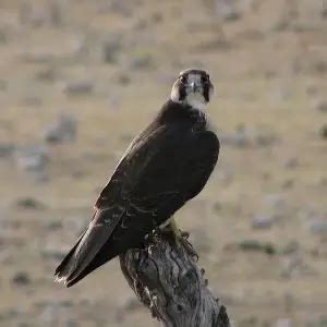 Lanner Falcon - Facts, Diet, Habitat & Pictures on Animalia.bio