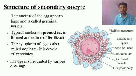 Oocyte Structure