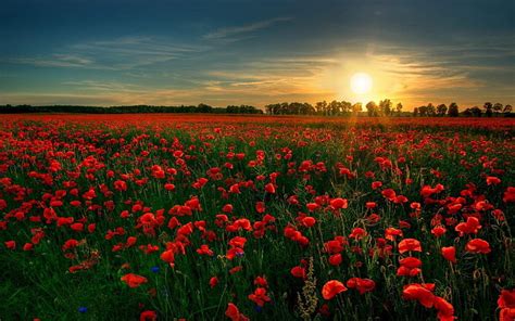 1920x1080px | free download | HD wallpaper: red poppy flower field, Flowers, Nature, Red Flower ...