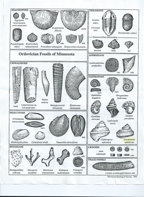 Fossils, Fossil, Coloring pages