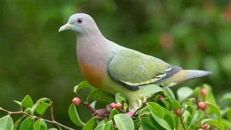 6 Astonishing Types of Doves Found in North America! - Chirper Birds