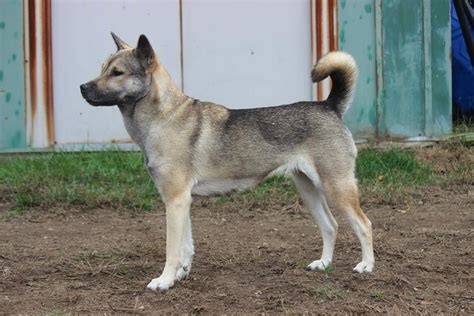 Kishu Ken - Temperament, Lifespan, Shedding, Puppy