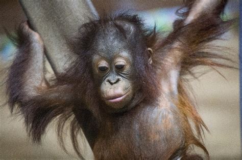 Orangutan Caring Day - Adventure Moms DC