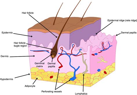 Anatomy of human skin. The most superficial layer of the skin is the... | Download Scientific ...