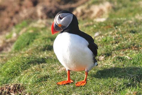 Puffin - A-Z Animals