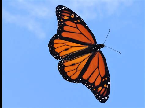 Monarch Butterflies