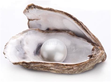 Oyster with Pearl Isolated. Stock Image - Image of decoration, present: 49458329