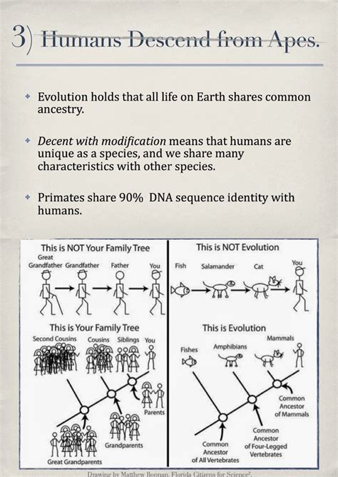 Infographic: 5 Common Myths about Evolution - Science in the City