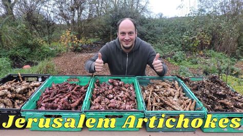 New Harvest Jerusalem Artichokes Sunchokes 5 Varieties – Gardens for Life