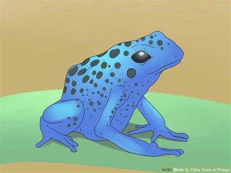 How to Take Care of Frogs: 15 Steps (with Pictures) - wikiHow