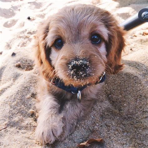 11 Times This Ridiculously Cute Mutt Made Us Yearn For Puppy Breath