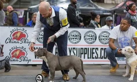 The Fascinating History of the Tri-Colored American Bully- Your Pet Planet