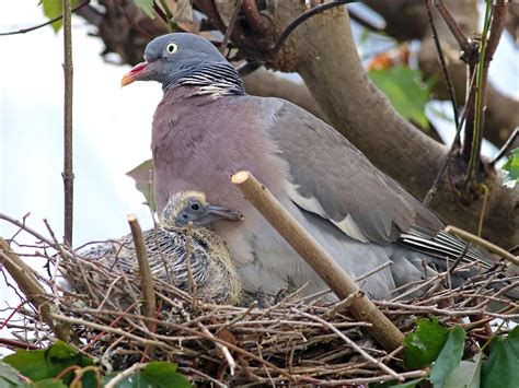 Wood Pigeon Nesting (All You Need To Know) | Bird Fact