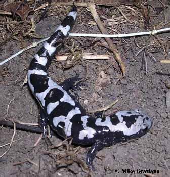 Caudata Culture Species Entry - Ambystoma opacum