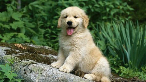 Cute Golden Retriever Puppies Wallpaper (56+ images)