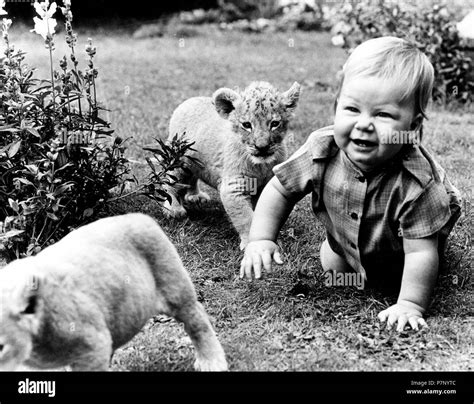 Baby and baby lion on the meadow, England, Great Britain Stock Photo ...