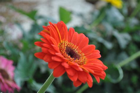 Flowers of Malaysia: Gerbera Daisy