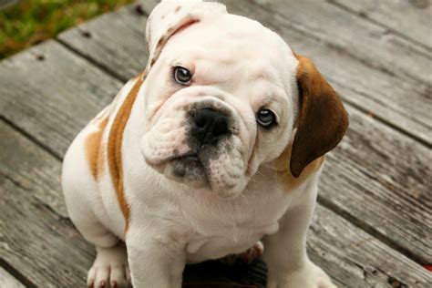 British Bulldog Puppies | LoL Picture Collection