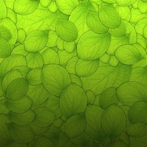 Pure Green Leaf Texture Pattern Background iPad Wallpapers Free Download