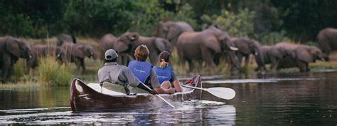 Wildlife of Tanzania Safari - Easy Travel