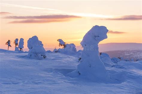 Snow Covered Trees on the Northern Ural Mountains, Russia Stock Photo ...