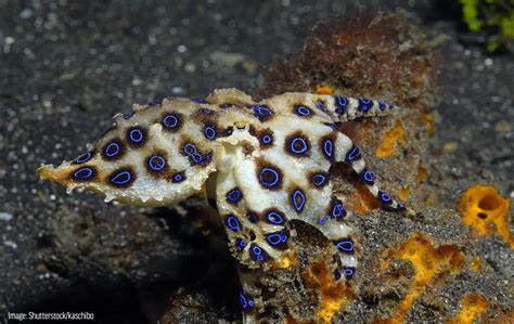 Southern Blue-Ringed Octopus - Oceana