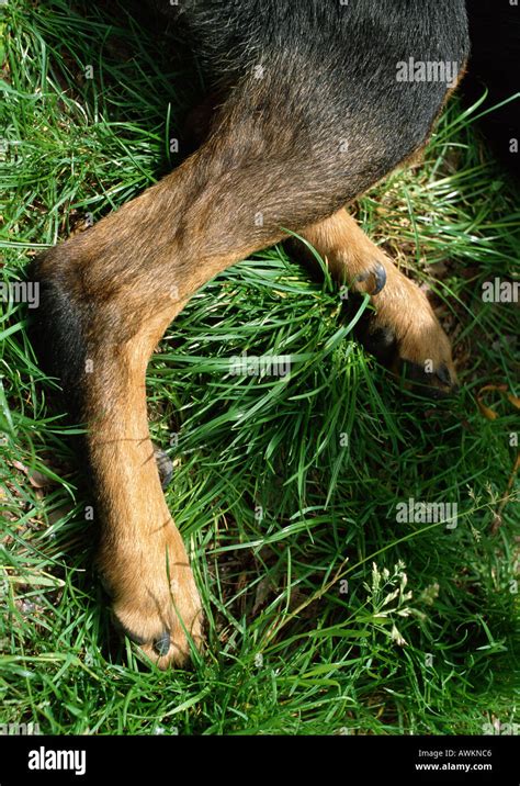 Dog's hind legs, lying down Stock Photo: 5421509 - Alamy