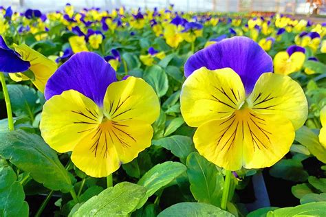 19 of the Best Pansy Varieties to Grow at Home | Gardener’s Path