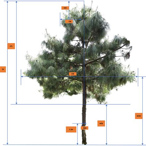 Frontiers | Deep learning for crown profile modelling of Pinus yunnanensis secondary forests in ...