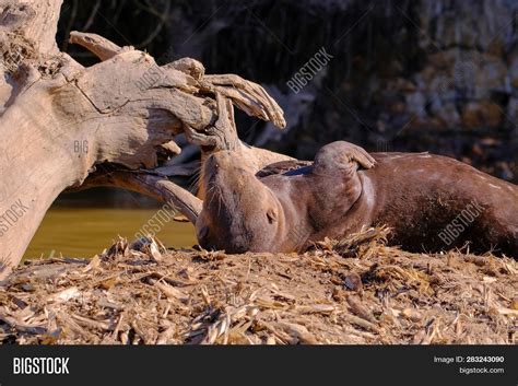 Giant Otter Giant Image & Photo (Free Trial) | Bigstock