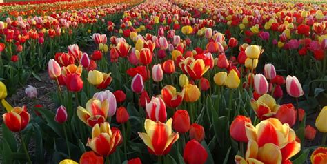 What is the best time of year to see the tulips in Holland? - Dutch Flower Tours