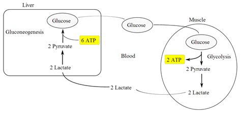 Reader Question - Lactic Acid Energy System | CSCS Exam Guide