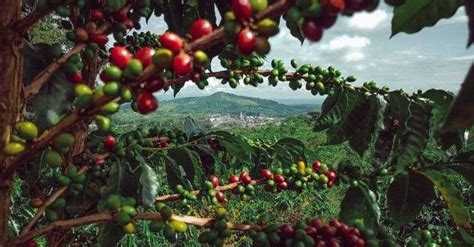 Coffee Growing Regions - A Comprehensive Guide