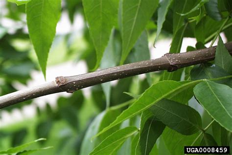 Meet A Tree: The Blue Ash - Fraxinus quadrangulata