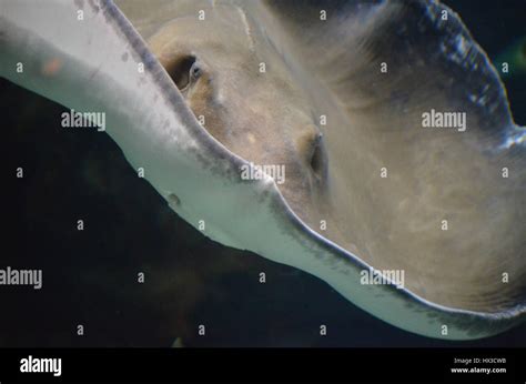 Amazing close up look at the face of a stingray Stock Photo - Alamy