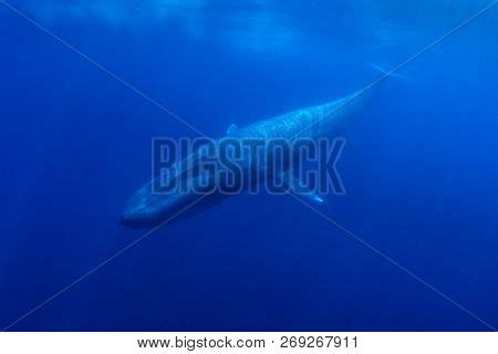 Blue Whale Underwater Image & Photo (Free Trial) | Bigstock