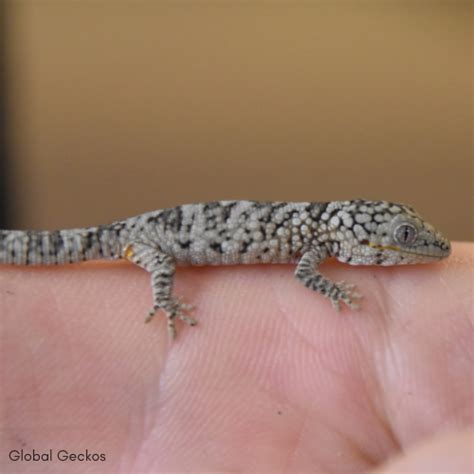 Ocellated Chameleon Gecko - GLEO22 | GlobalGeckos.co.uk