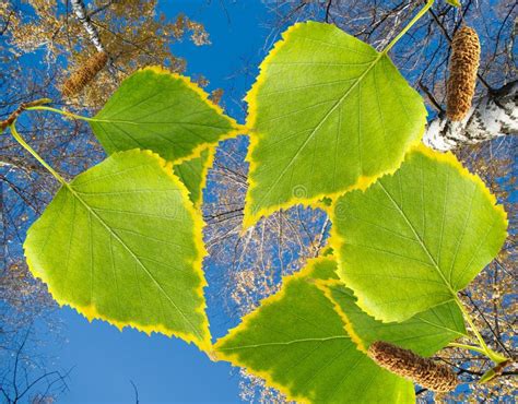 Birch Tree in a Park Close-up Stock Image - Image of bright, branch: 68197235